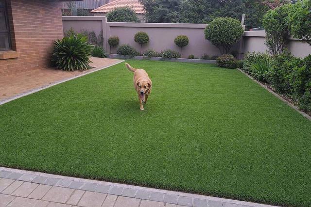 Pet-friendly lawn